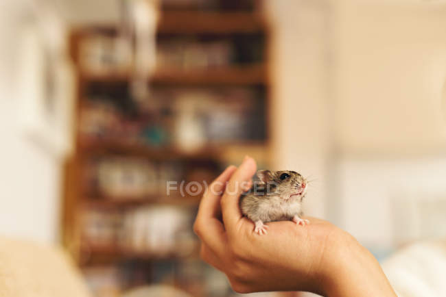 Mão humana segurando bonito hamster no fundo borrado do quarto acolhedor — Fotografia de Stock