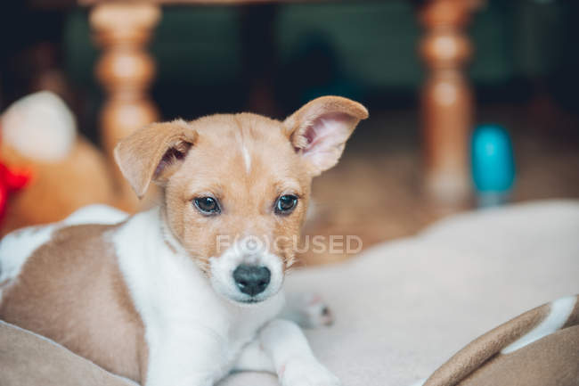 Lovely curious puppy lying on blanket — Stock Photo