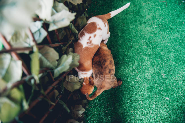 Cute puppies playing at fence on green lawn — Stock Photo