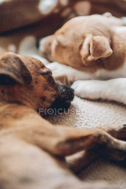 Chiots dormant sur plaid ensemble à la maison — Photo de stock