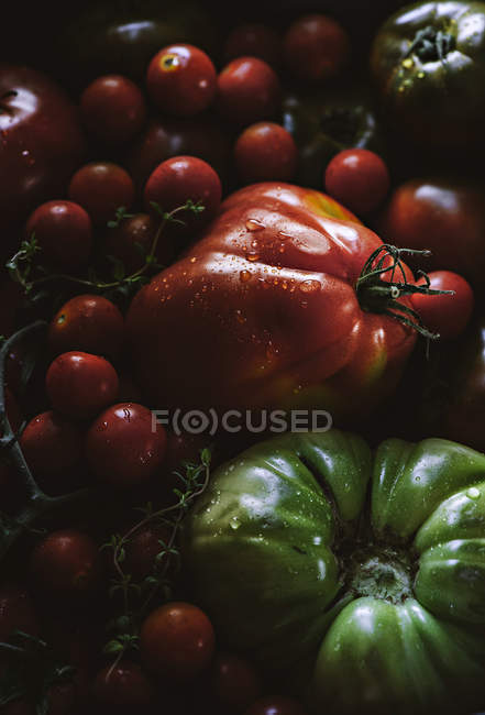 Tomate fresco colhido maduro e imaturo em montão — Fotografia de Stock