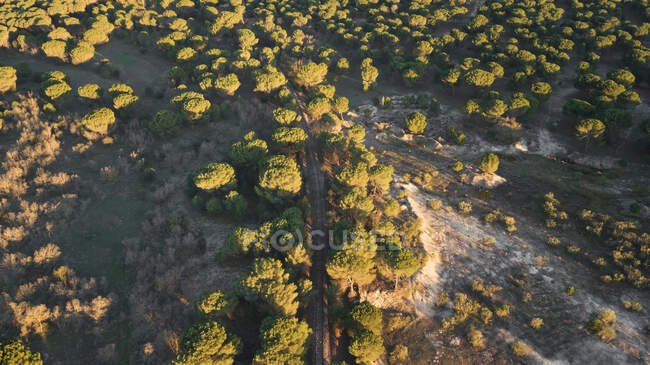 Воздушные заброшенные железнодорожные пути на солнечном свете в пустом месте с летними деревьями — стоковое фото