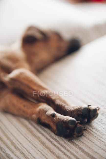 Patas de lindo marrón durmiendo cachorro - foto de stock