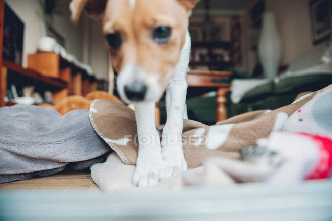 Lindo curioso cachorro jugando en manta en casa - foto de stock