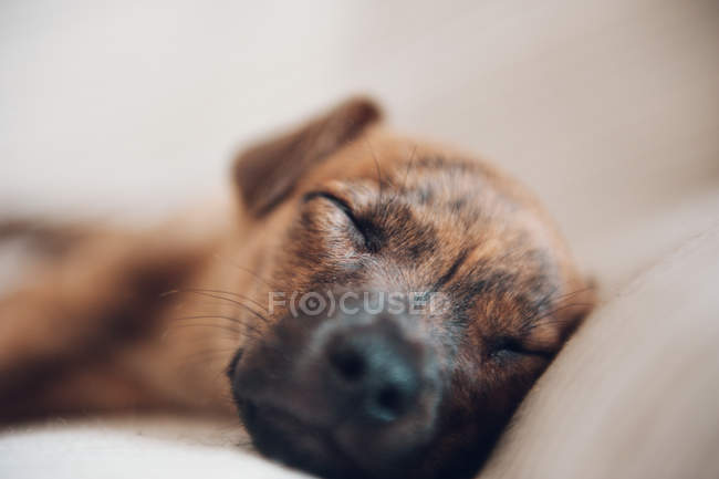 Морда милого спящего коричневого щенка — стоковое фото