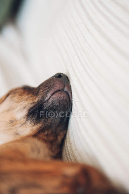 Морда милого сплячого коричневого цуценя — стокове фото