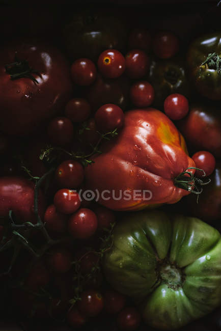 Tomates fraîches cueillies mûres et non mûres en tas — Photo de stock