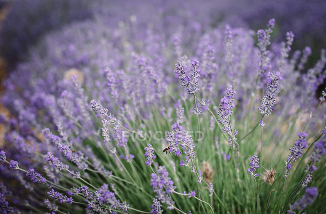 Bush of violet lavender flowers in field — Stock Photo