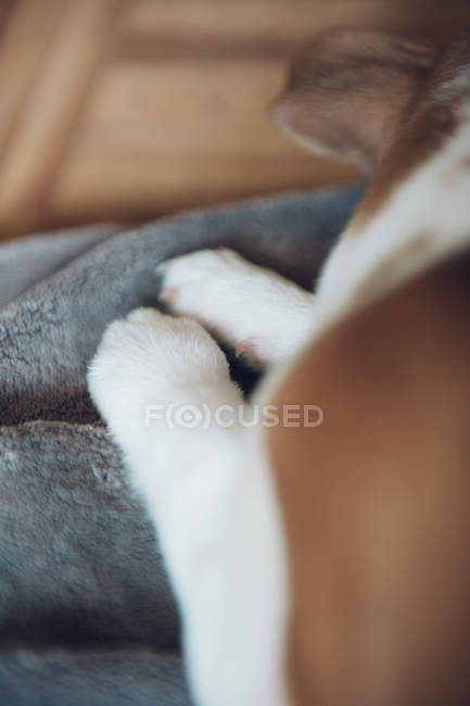 Patas brancas de filhote de cachorro adormecido no cobertor — Fotografia de Stock