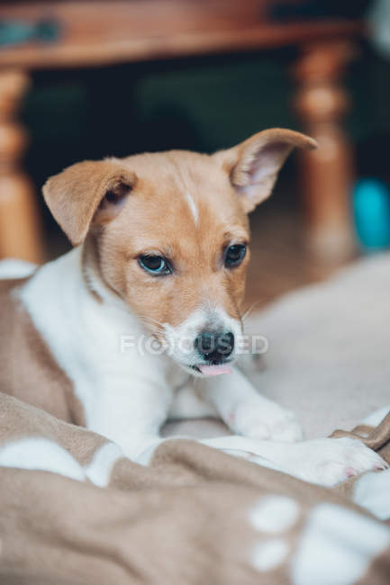 Thoughtful puppy lying on plaid and looking away at home — Stock Photo