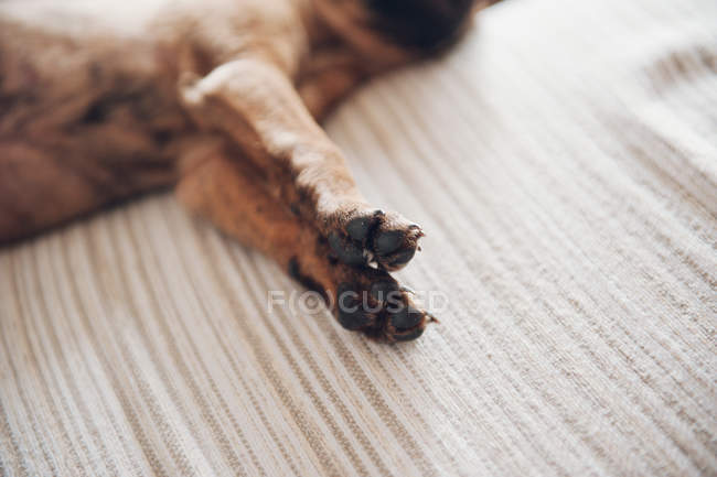Лапи лежачого коричневого маленького цуценя — стокове фото