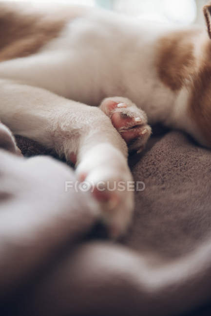 Pattes blanches de chiot endormi sur la couverture — Photo de stock