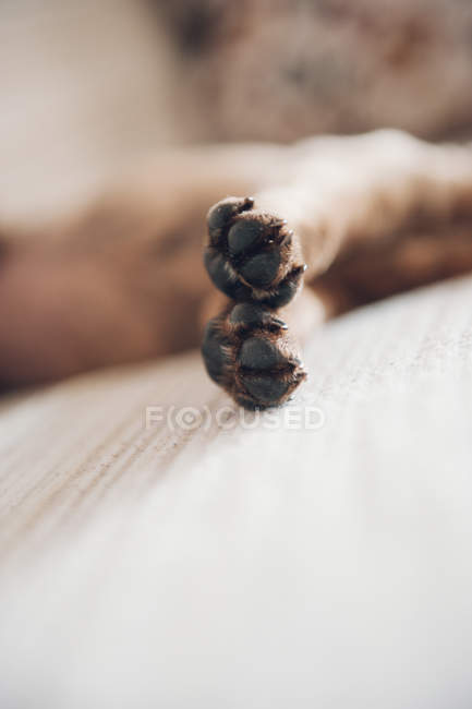 Pattes de petit chiot marron couché — Photo de stock