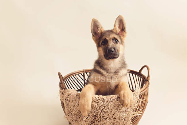Симпатичный немецкий щенок овчарка сидит в корзине на кремовом фоне и смотрит в камеру — стоковое фото