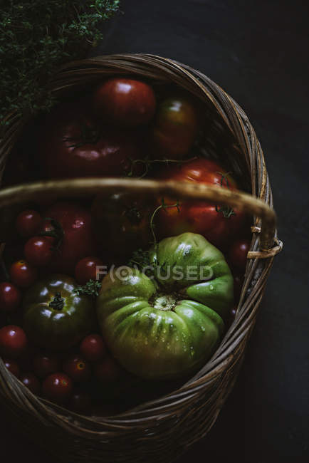 Tomates frescos recogidos en canasta sobre fondo gris - foto de stock