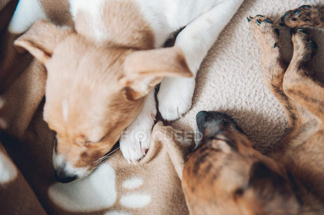 Cachorros durmiendo en cuadros - foto de stock