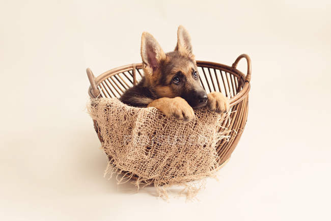 Симпатичный щенок немецкой овчарки сидит в корзине на кремовом фоне — стоковое фото