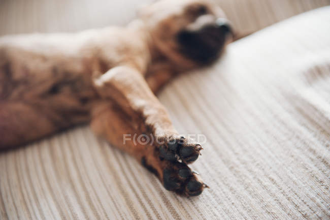 Las patas del cachorro dormido - foto de stock