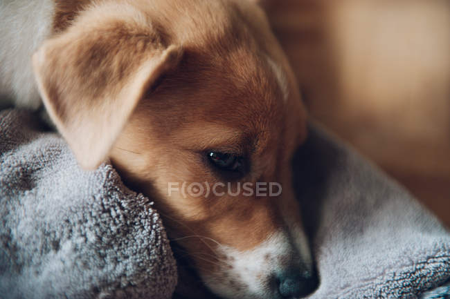 Милий щеня, лежачи на ковдру — стокове фото