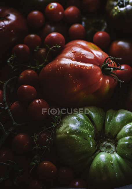 Fresh picked ripe and unripe tomatoes in heap — Stock Photo