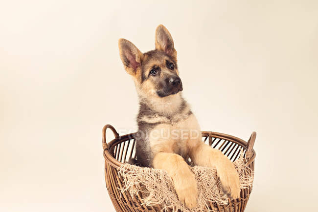 Симпатичный щенок немецкой овчарки сидит в корзине на кремовом фоне — стоковое фото