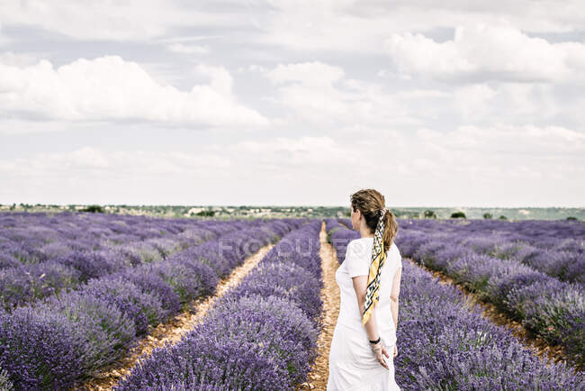 Back view of unrecognizable female standing near rows of beautiful violet flowers on cloudy day RELEASE — Stock Photo