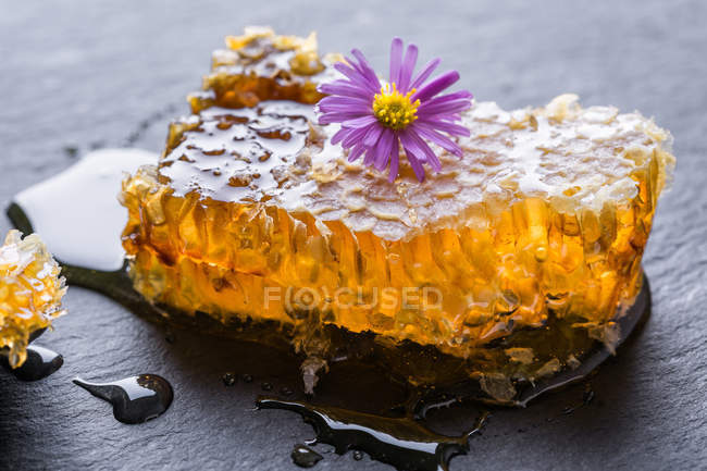 Peines llenos de miel y pequeña flor púrpura en la mesa . - foto de stock