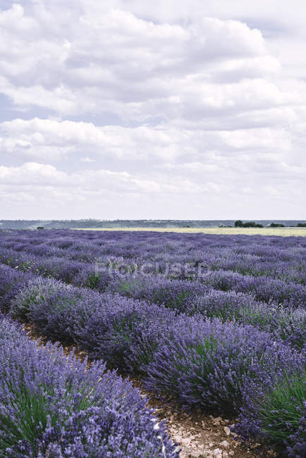 Bushes of violet lavender flowers in field under cloudy sky — Stock Photo