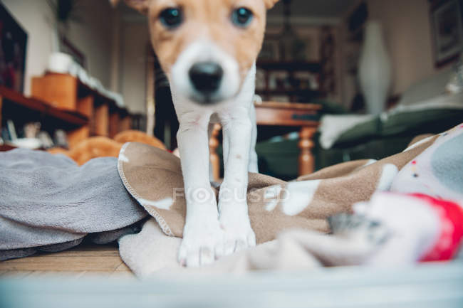 Welpe spielt zu Hause auf Decke — Stockfoto
