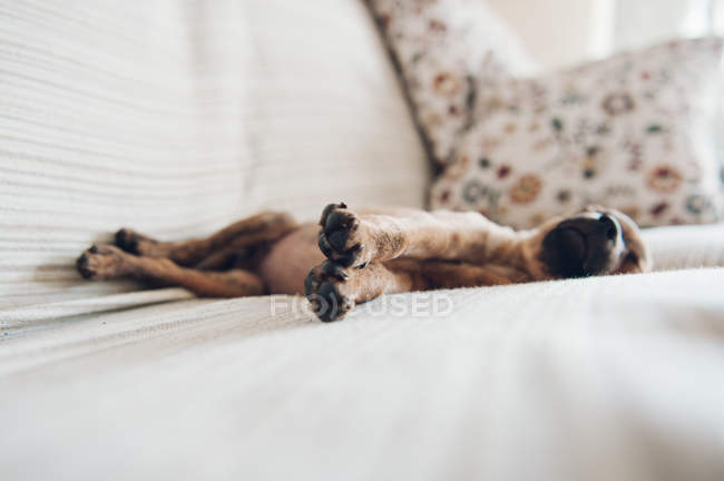 Pequeno filhote de cachorro dormindo em paz no sofá — Fotografia de Stock