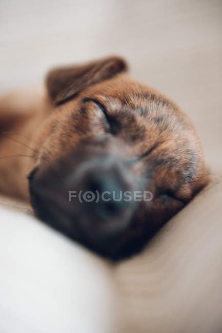 Museruola di cucciolo dormire sul divano — Foto stock