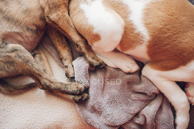 Paws of two cute sleeping puppies — Stock Photo