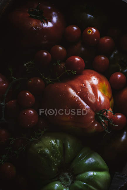 Frisch gepflückte reife und unreife Tomaten im Haufen — Stockfoto