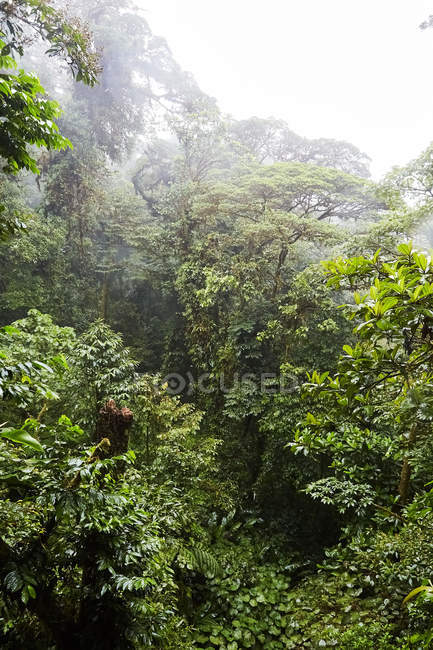 Alberi verdi nella giungla nebbiosa, Costa Rica, America Centrale — Foto stock