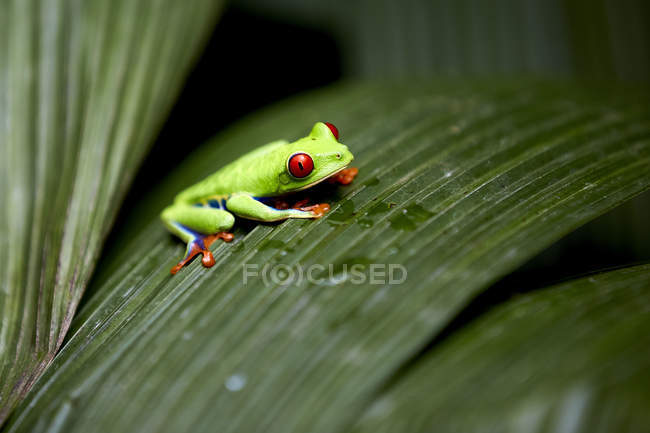 Green exotic frog sitting on leaf on blurred background — Stock Photo
