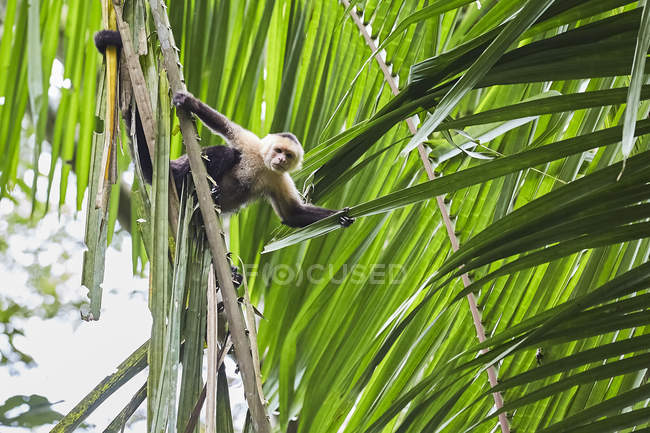 Обезьяна сидит на пальмовом листке в джунглях, Коста-Рика, Центральная Америка — стоковое фото
