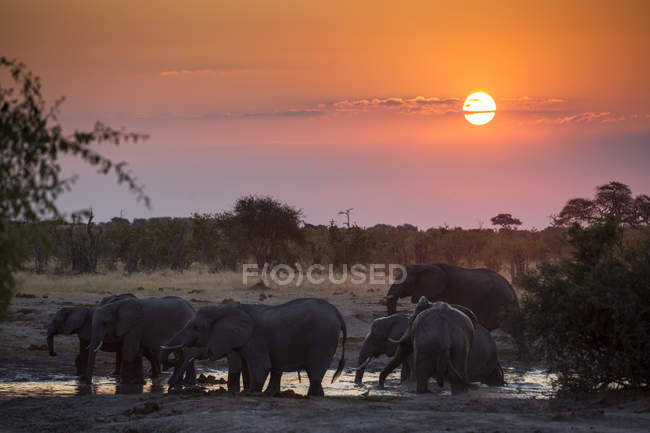Elefantes bañándose en estanque en sabana al atardecer, Botswana, África - foto de stock
