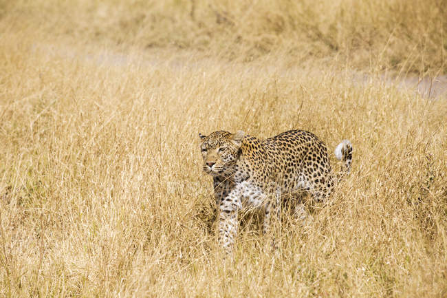 Leopard walking in dry grass in savanna on sunny day in Botswana, Africa — Stock Photo