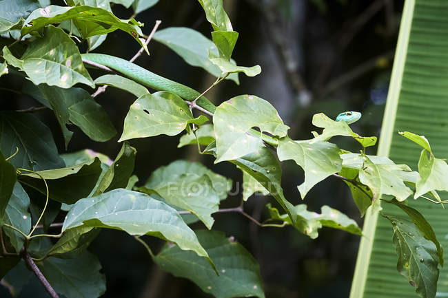 Зеленая змея прячется за листьями деревьев, растущих в тропических лесах — стоковое фото