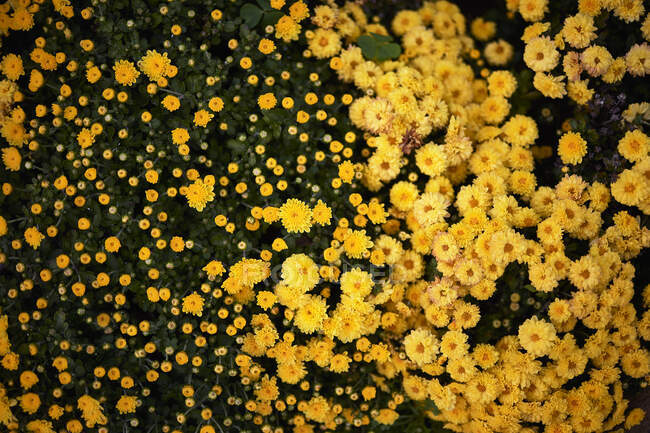 Bellissimi fiori in giardino — Foto stock