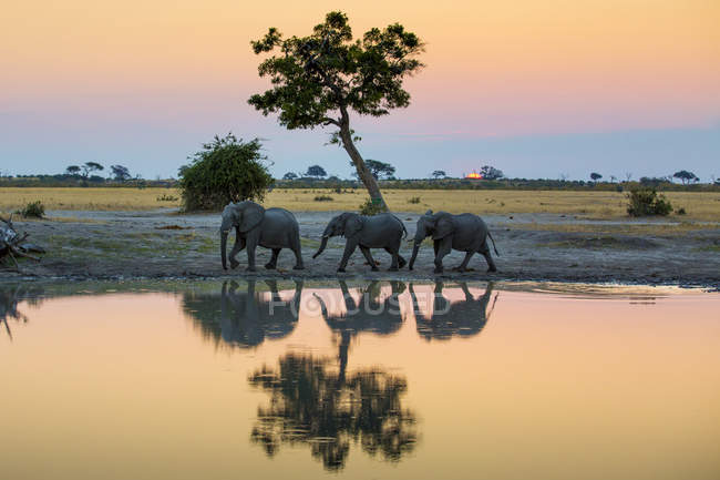 Elefanti che fanno il bagno nello stagno in savana al tramonto, Botswana, Africa — Foto stock