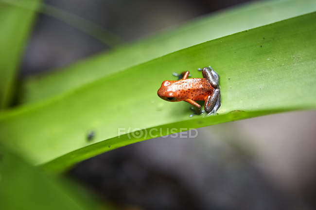 Коричневая экзотическая лягушка сидит на листе на размытом фоне — стоковое фото