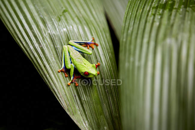 Green exotic frog sitting on leaf on black background — Stock Photo