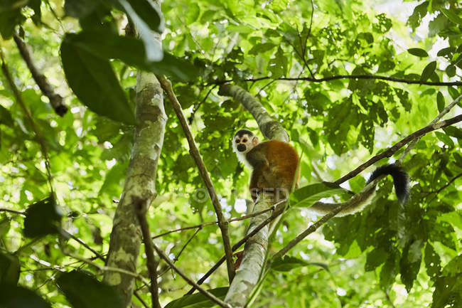Смешная обезьяна сидит на дереве джунглей — стоковое фото