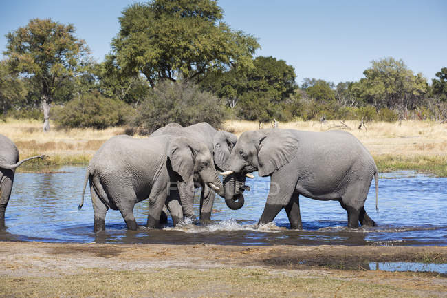 Слоны, стоящие в пруду и купающиеся в солнечный день в саванне Ботсваны, Африка — стоковое фото