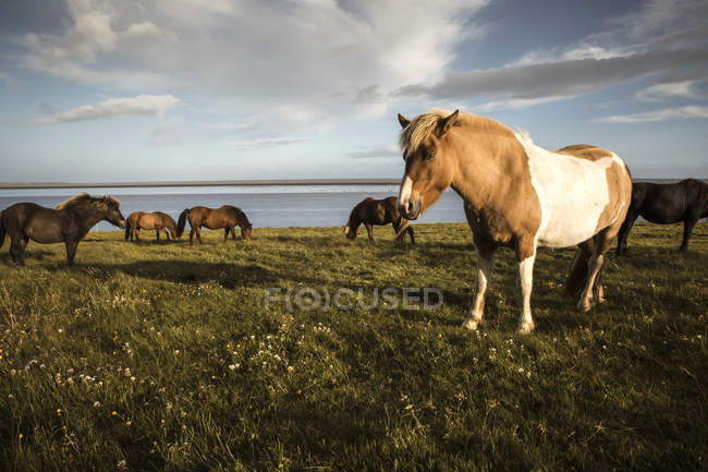 Mandria di cavalli al pascolo sul prato verde vicino all'acqua nella giornata di sole in Islanda — Foto stock