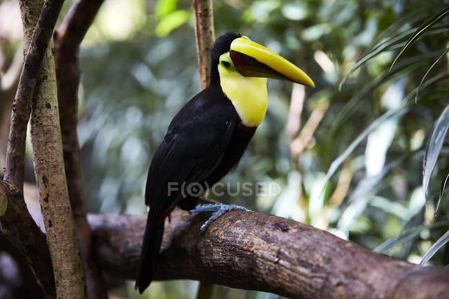 Tucán multicolor sentado en la rama del árbol, Costa Rica, América Central - foto de stock