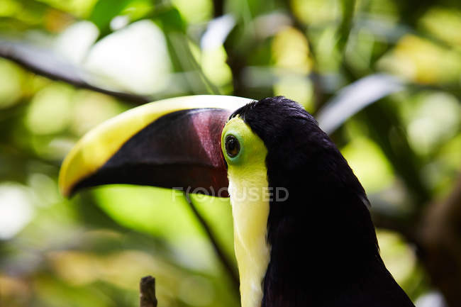Multicolore toucan seduto su ramo d'albero su sfondo sfocato — Foto stock