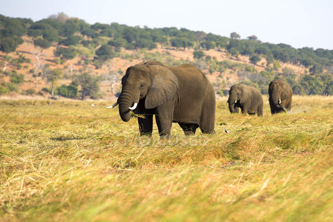 Manada de elefantes enormes pastando en hierba seca en día soleado en Botswana savanna, África - foto de stock
