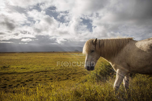 Cavalo branco pastando no gramado verde perto no dia ensolarado na Islândia — Fotografia de Stock